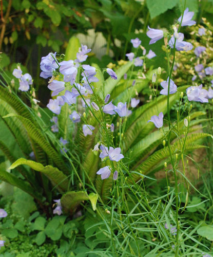 blue bells plant