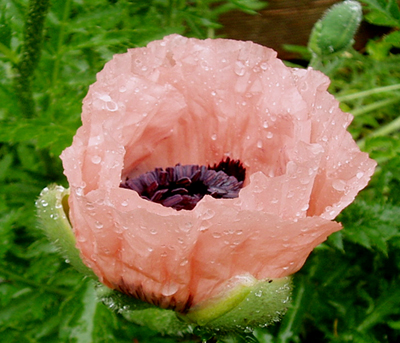 Oriental poppy in the rain