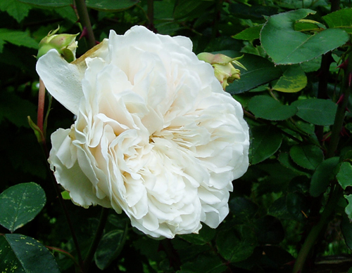 Sombreuil rose