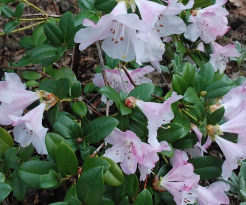 Rhododendron cilpinense