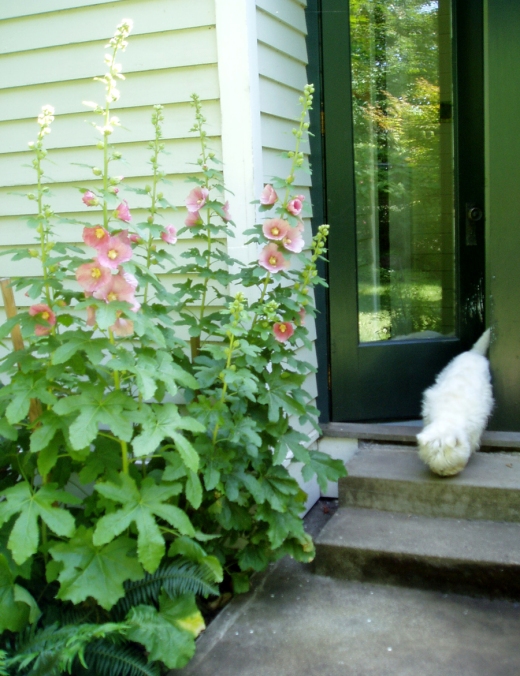hollyhocks and Max by the back door