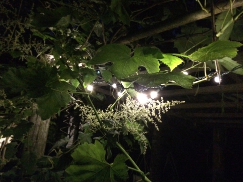 night lights in the garden