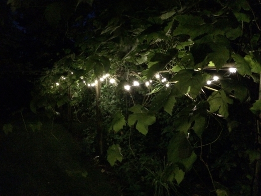 LED string lights in the garden.